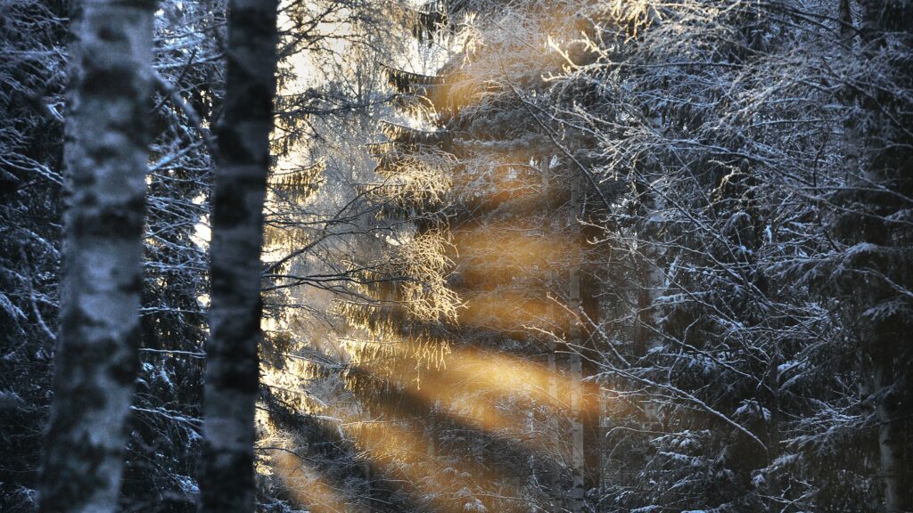 aurinko paistaa puiden lomasta talvella