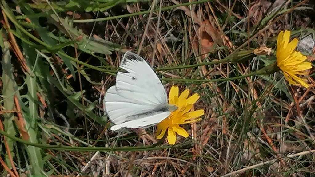 kuvituskuva valkoinen perhonen kukassa