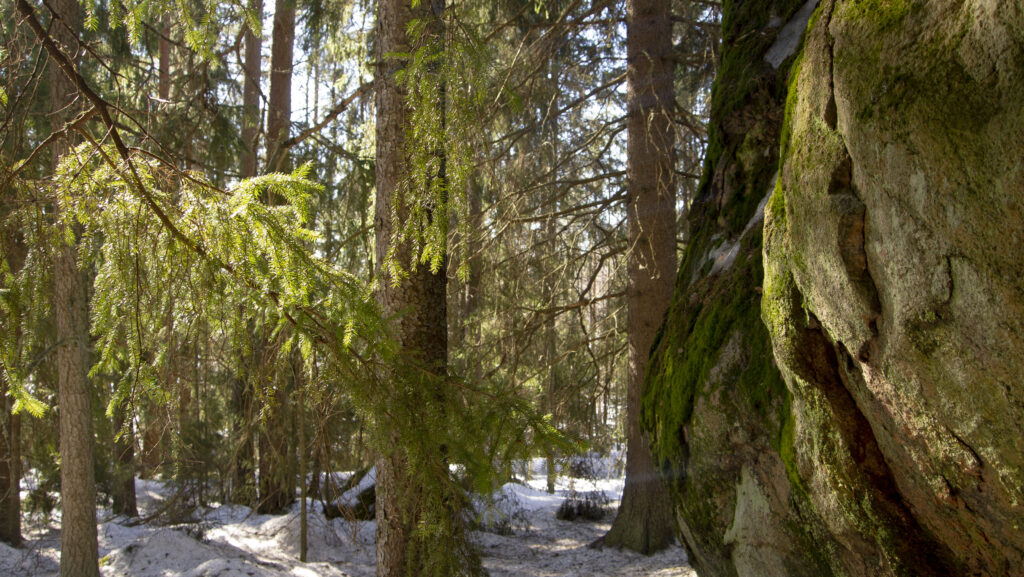 Luontokuva, jossa näkyy Kassoskiviä