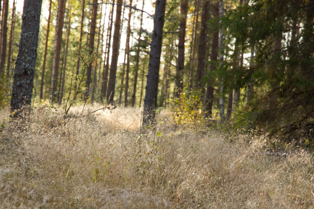 metsämaisema