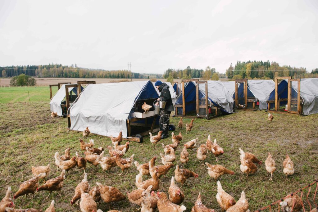 Päivärinteen maatilan laidunkanat.