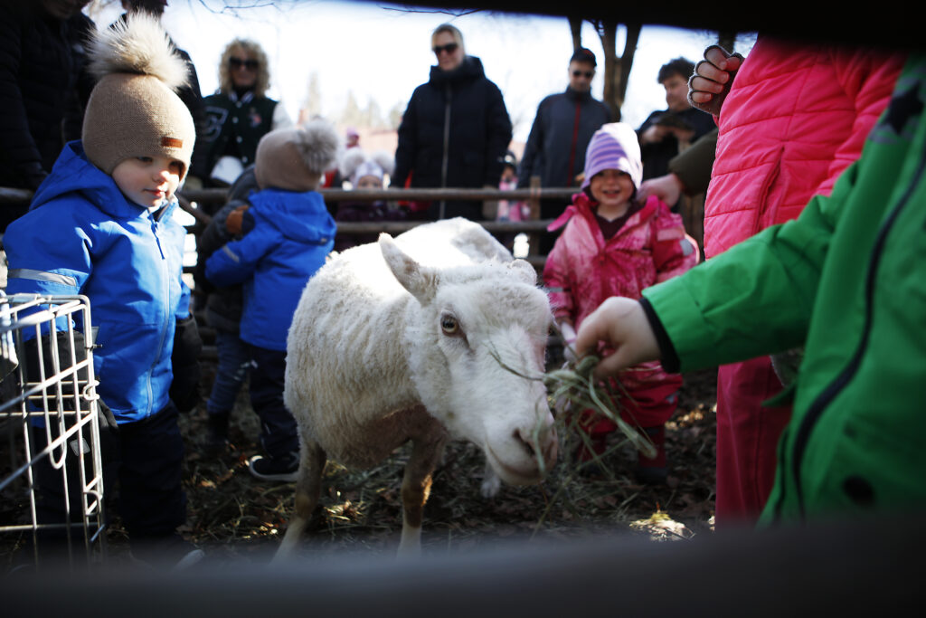 Lammas lasten silitettävänä ulkona