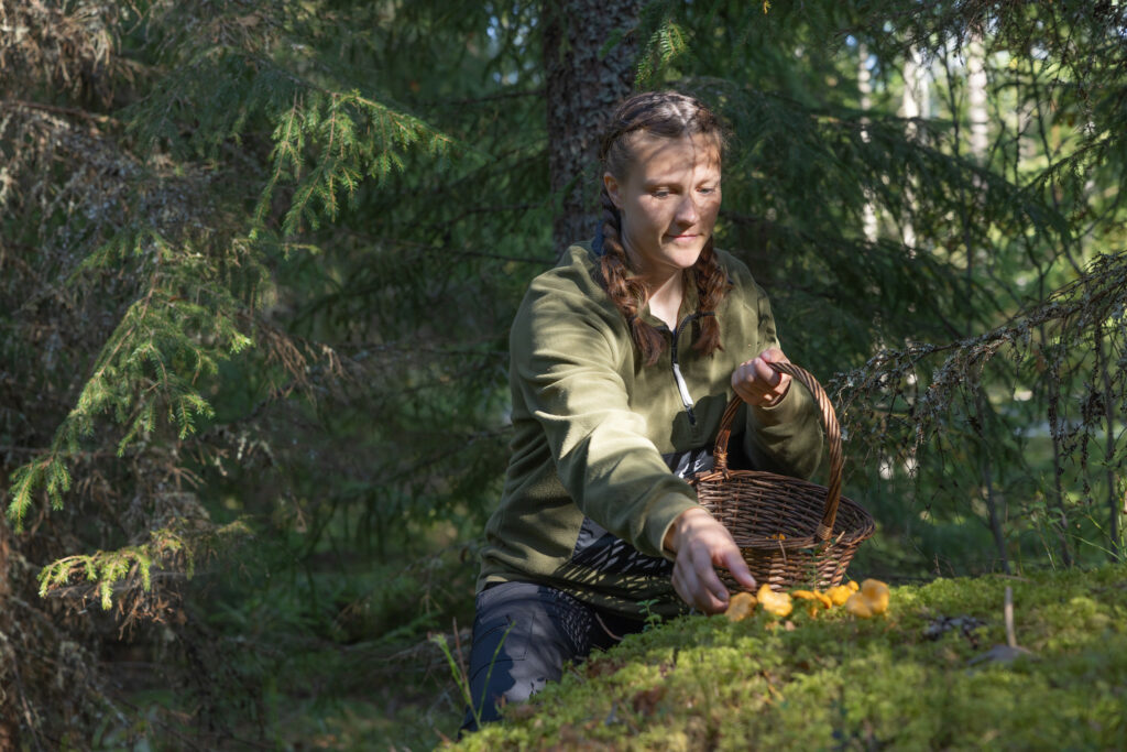 nainen kerää metsässä kantarelleja